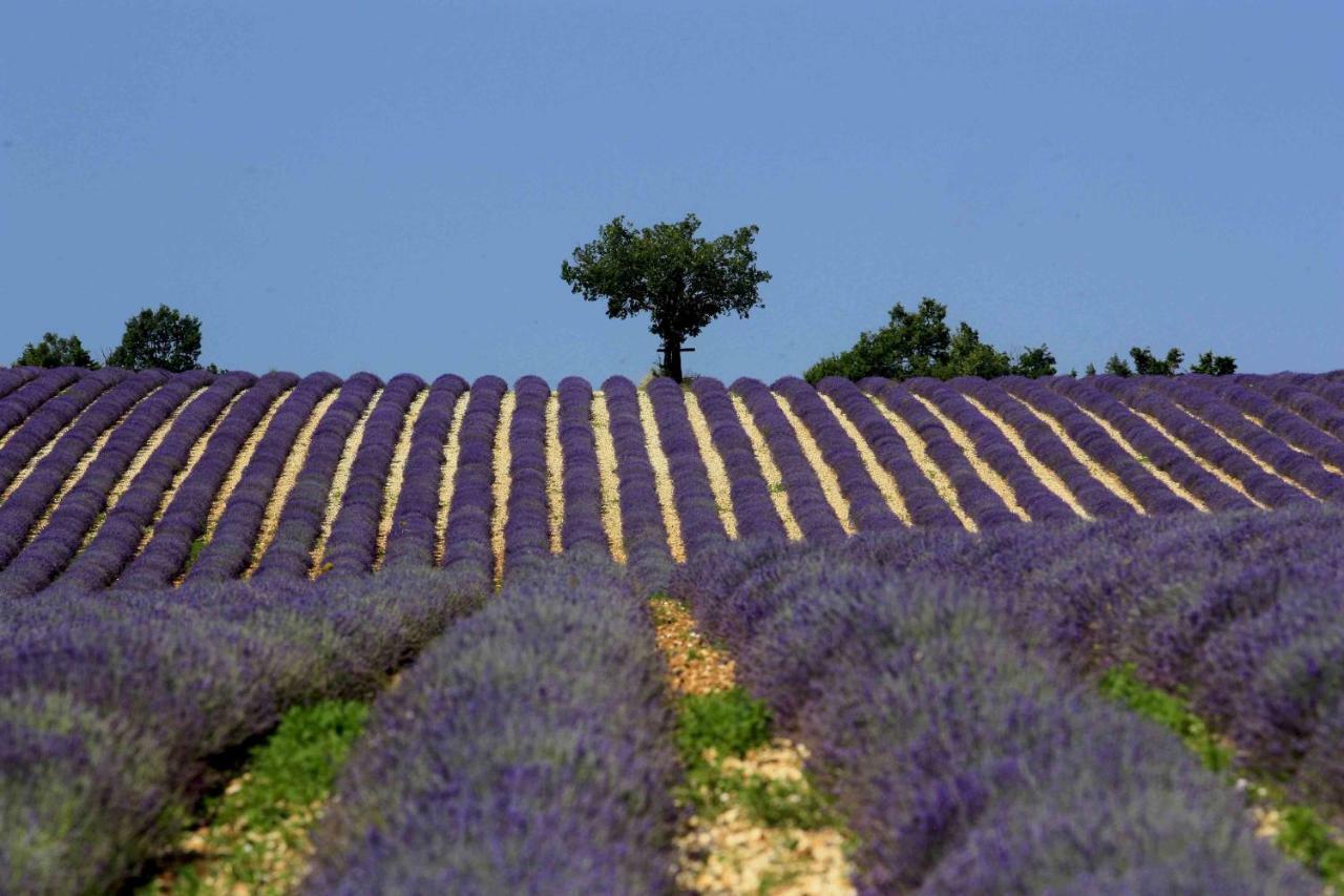 Clos Des Lavandes - Chambres Et Suites De Charme Climatisees-Luberon Lacoste  Zewnętrze zdjęcie